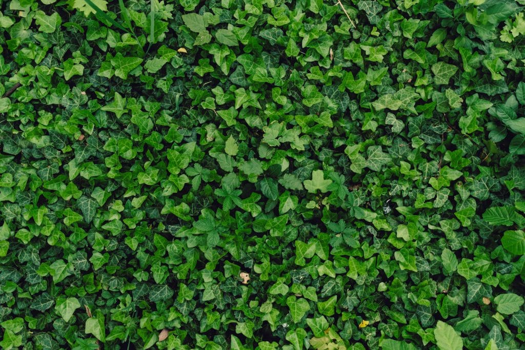 Plantas medicinales. Hedera Helix